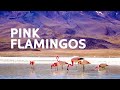 The Pink Flamingo S Of Bolivia S Altiplano Art Wolfe S Travels To The Edge All Out Wildlife