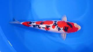 video van Sanke SA-V24-10297