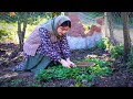 Cooking Pumpkin Stew Using The Traditional Method In The Village Rural Cisine
