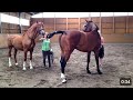 BIG Horse Breeding Secrets Revealed Horse Power New Horse Meet Ing Horseriding Animalbf
