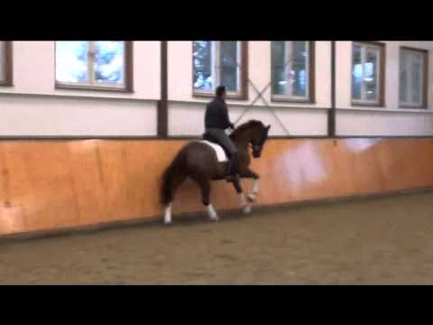 Wallach vom Blue Horse Romanov geb: 2011