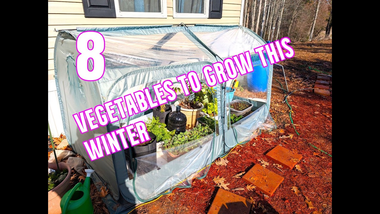 Winter garden tour. Vegetables and Herbs you should grow this winter for improved health