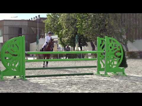 Prince of Glory (Clarksville - Corrado I) 2018. stallion - Five Star Horse Auction