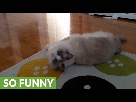 Cat has insane energy burst after eating tuna - YouTube