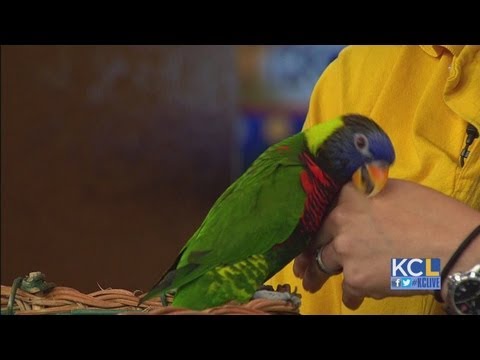 Kc Zoo Summer Camp
