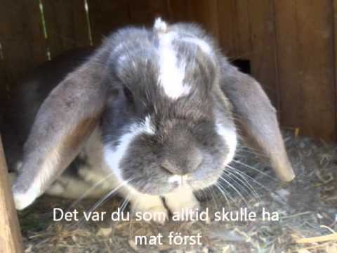 .R.I.P. Molly ♥♥