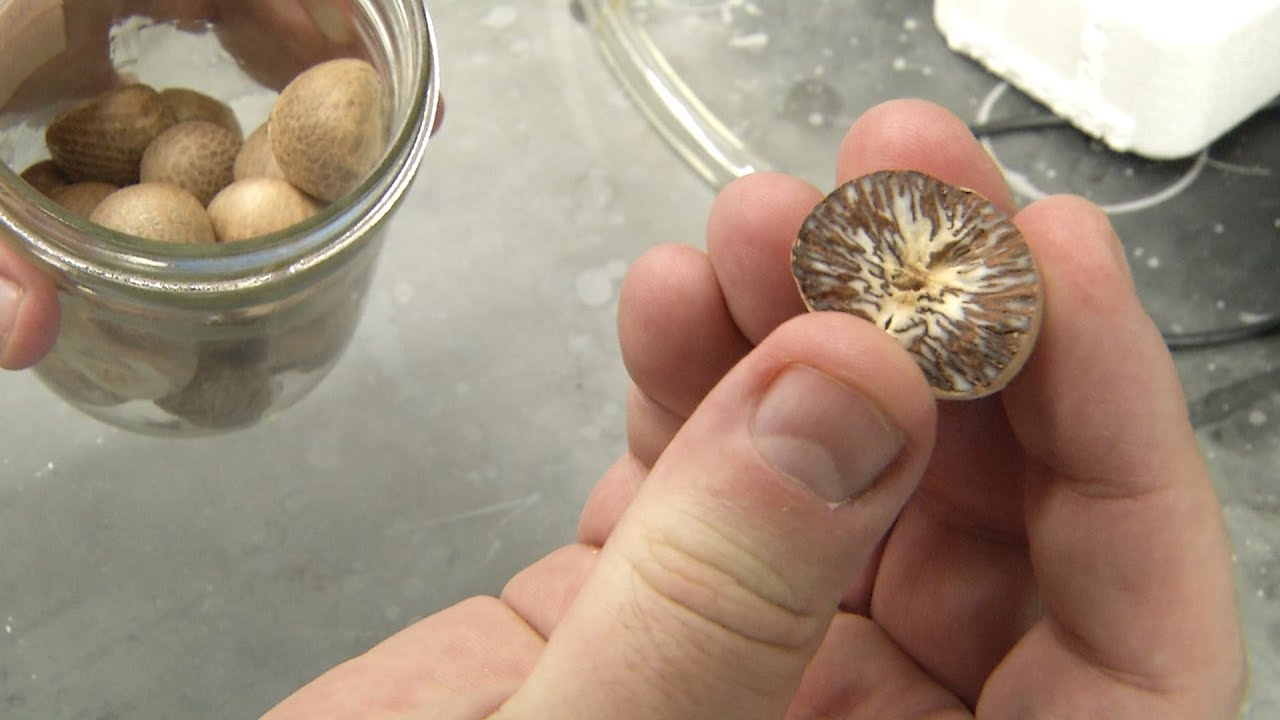 Researcher finds key clues about “betel nut” addiction that plagues millions worldwide - YouTube