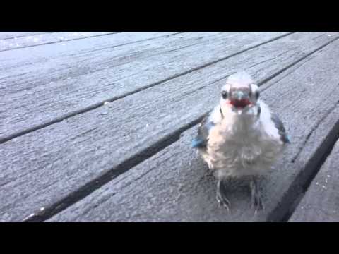 Baby Blue Jay Hand Feeding