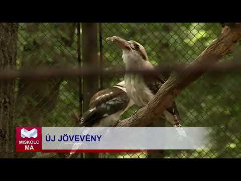 Videó előnézet