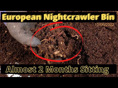 European Nightcrawlers (ENC) - Almost 2 Months 12/06/2022