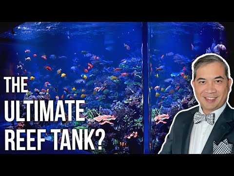 Is the 17,000-gallon Aquarium of Polo Reef the Ultimate Reef Tank?