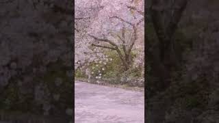 Download lagu indahnya sungai bunga sakura di Jepang #shorts #jepang mp3
