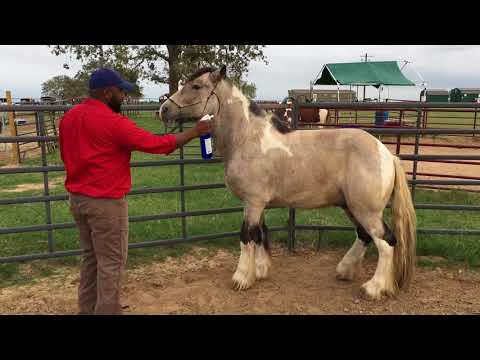 YouTube video about: How to desensitize a horse to fly spray?