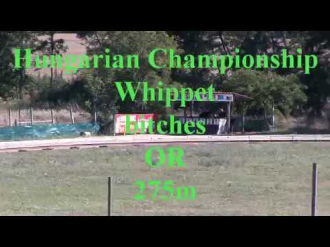 isaszeg 29 07 2017 hungarian championship whippet bitches 275m