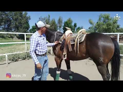 C14P1 EL CAMINO AL FUTURITY VIP - Kíkiras Castañeda