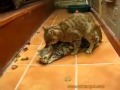 Cat Defloration