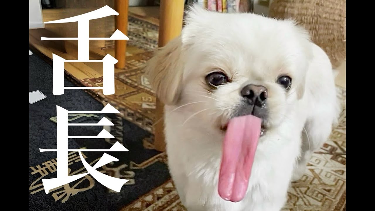 獲るぜ、ギネス─────。【ムーチョ】