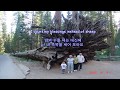 Count Your Blessings - Don McLean: Giant Sequoia(Big Tree), Yosemite National Park on Aug. 9, 2005