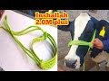 How To Make Rope Halter For Dairy Cow Easy Way To Make Rope Halter Dairy And Agri Vlogs