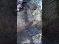 1st Baby Emerges & Mama Has To Protect!