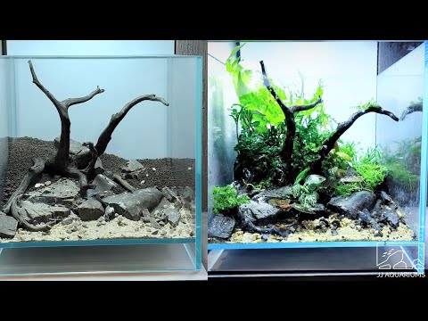 Scaping and Planting DOOA 20x20x20 Terrarium | Aqua Design Amano |