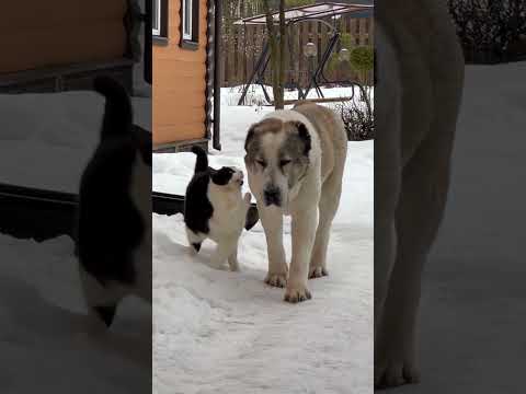 ДЕРЗКИЙ КОТ против АЛАБАЯ: задел лапой — и сбежал! #алабай #dogs #cat