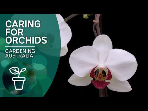 How to keep orchids flowering