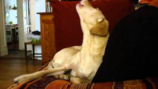 Caetano Veloso &amp; Gilberto Gil - Terra inspires Stanko the singing dog