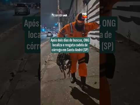 Resgate emocionante: Rapel é usado para salvar cadela presa em córrego no ABC Paulista