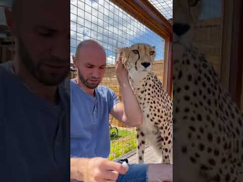 Cheetah and human❤️
