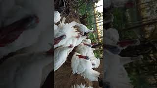 preview picture of video 'Turkey farm's (INDIA)'
