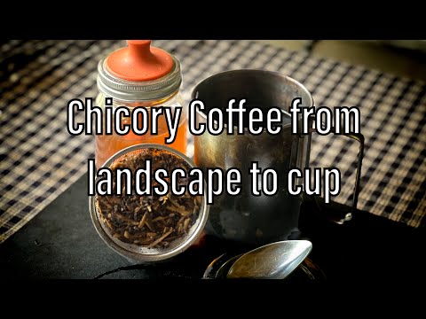 Chicory Coffee from Landscape to Mug
