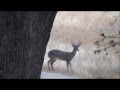 OUCH !! Broken Leg Buck Deer! OUCH !! 
