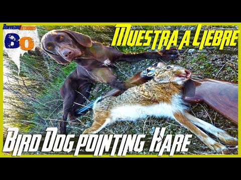 CAZA de LIEBRE con PERRO de MUESTRA | BIRD DOG POINTING HARE | 2017 | HD