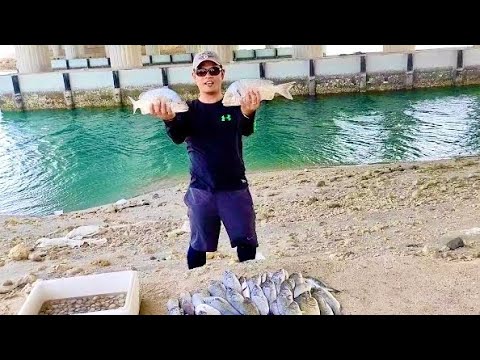 Huge SeaBream and Lots of Clams! (Day5-P1) abu dhabi fishing