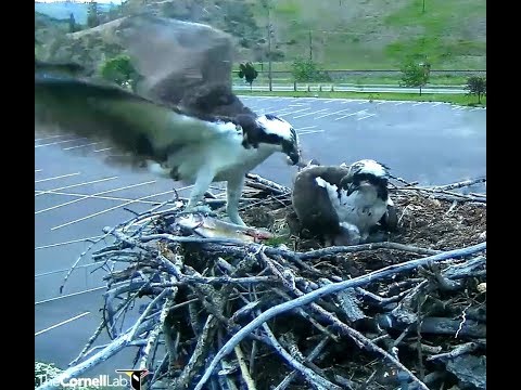 Hellgate osprey 6 15 18 943pm Louis delivered another Whopper fish at sunset