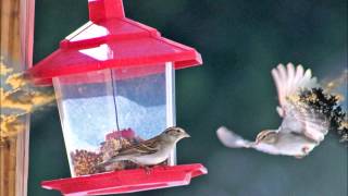 Shelby Lynne - "I Can't Imagine"