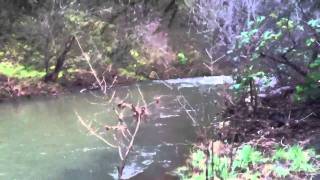 Creek in my neighborhood