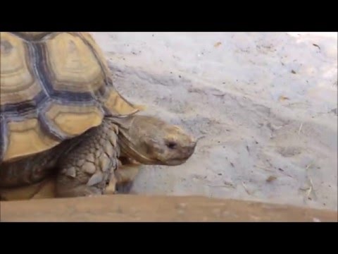 African Spurred Tortoise