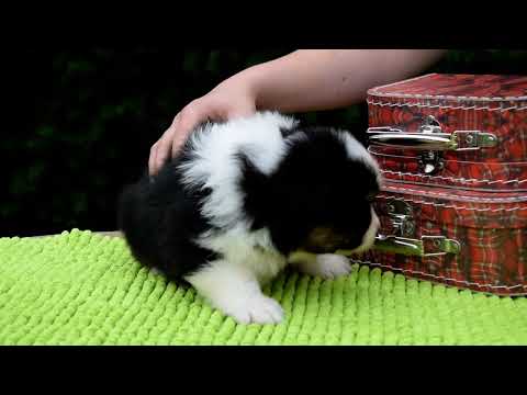 Australian Shepherd puppy for sale