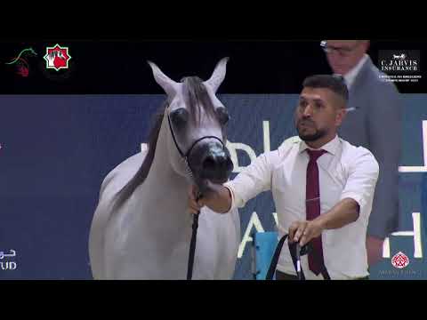 N 145 AJAYEB ALMANHAL   Emirates AH Breeders Championship 2023   Fillies 2 3 Years Old Section D Cla