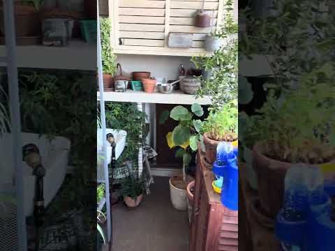 バルコニー、テラス、パティオのプランターを引き立てる常緑植物はどれですか?  庭園