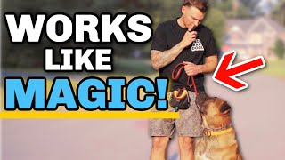 5 Dog Training Exercises You Should Do EVERY DAY During Walks!