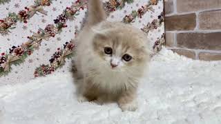 スコティッシュフォールドの動画01