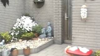 een huis met een tuintje gehuurd   gouwe ouwe in een nieuw jasje