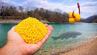 Spring Carp Fishing Made EASY (You Will Lose Count)