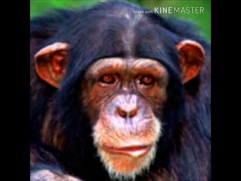Common Chimpanzee Hoot 🐵 🔊