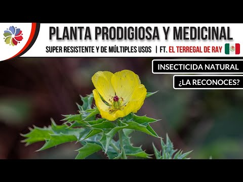 , title : '🌱 Esta PLANTA no es una "MALEZA"... es MEDICINA PURA ¿Sabes cuál es??ft. @ELTERREGALDERAY'
