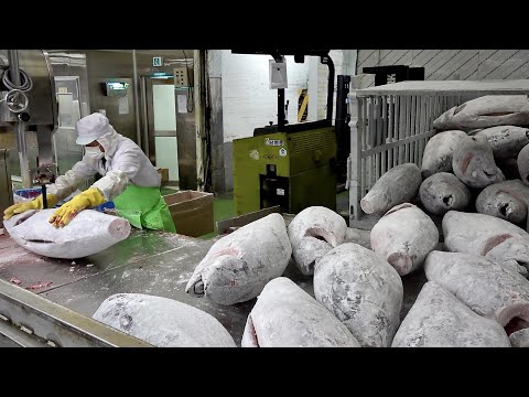 Cut 20 Tons of Tuna per Day. Korean Seafood Factory
