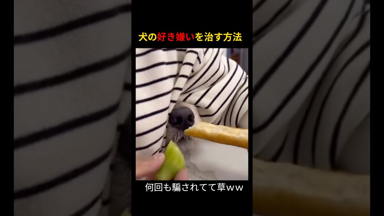 犬の好き嫌いを治す方法ｗｗｗ #short